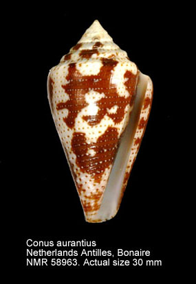 Conus aurantius.jpg - Conus aurantiusHwass,1792